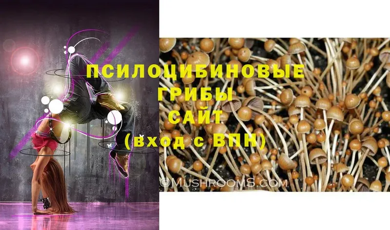 магазин    Кузнецк  Псилоцибиновые грибы Psilocybe 